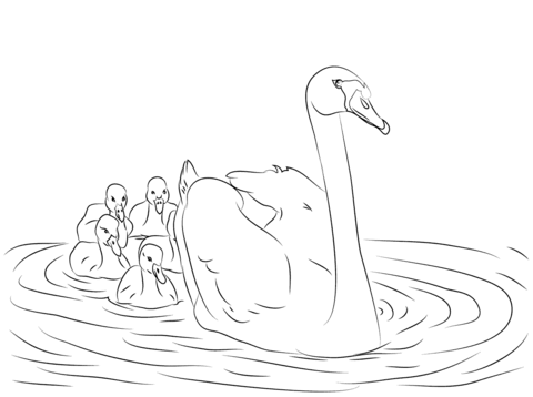 Mute Swan With Cygnets  Coloring Page